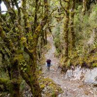 Hopefully no goblins end up jumping out of Goblin Forest |  <i>Jase Blair (Tourism New Zealand)</i>