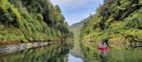 Pristine and relaxing nature along the Whanganui Journey