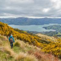 Exploring farm tracks on the Banks Peninsula