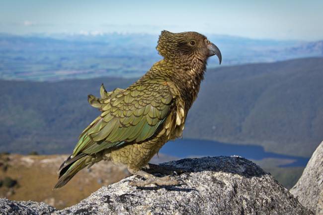 This Kea seems to be taking in the alpine views | <i>Tomas Sobek</i>