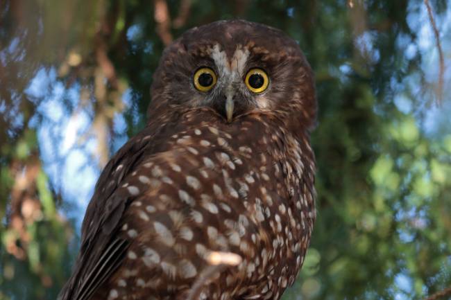 This Morepork is trying super hard not to blink | <i>Tony Stoddard</i>
