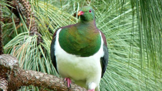 The Kereru or New Zealand Wood Pigeon | <i>Andrea Lightfoot</i>