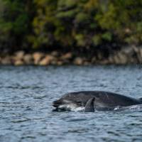 Dolphins in Dusky Sound | Fiona Wardle