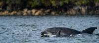 Dolphins in Dusky Sound | Fiona Wardle