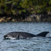 Dolphins in Dusky Sound | Fiona Wardle