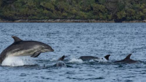 Playful dolphins, Dusky Sound | V Lubrick