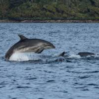 Playful dolphins, Dusky Sound | V Lubrick