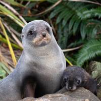 New Zealand Fur Seals | S Todd