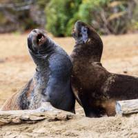 Sea Lions, Stewart Island | T Henderson