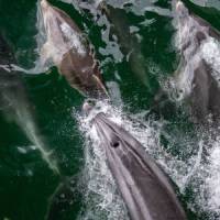 Dusky Dolphins | Steve Bradley