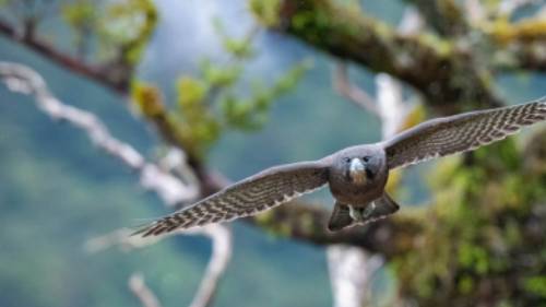 A hawk takes flight in Fiordland | Steve Bradley