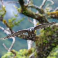 A hawk takes flight in Fiordland | Steve Bradley