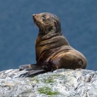 A young New Zealand Fur Seal | K Riedel